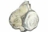 Fossil Whale Caudal Vertebra - Yorktown Formation #362065-2